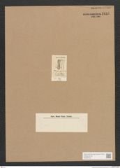 Diatomeae indet. Zeichnungen Sammlung Grunow Nr. 1816 (NHMW-BOT-W0368732)